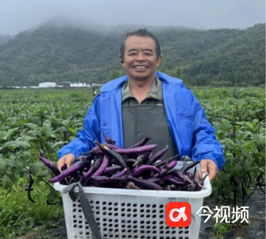 德兴：茄子喜获丰收 特色产业助力乡村振兴