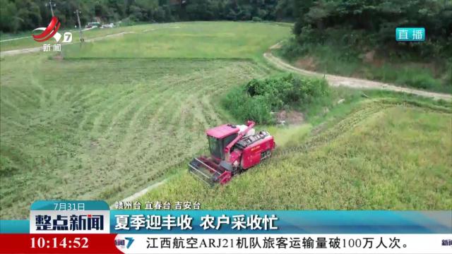 夏季迎丰收 农户采收忙