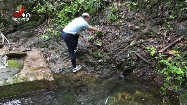 美丽江西在行动20240707 江西：全省首次 国家二级保护植物蛛网萼野化回归成功