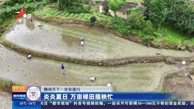 【赣闻天下】吉安遂川：炎炎夏日 万亩梯田插秧忙