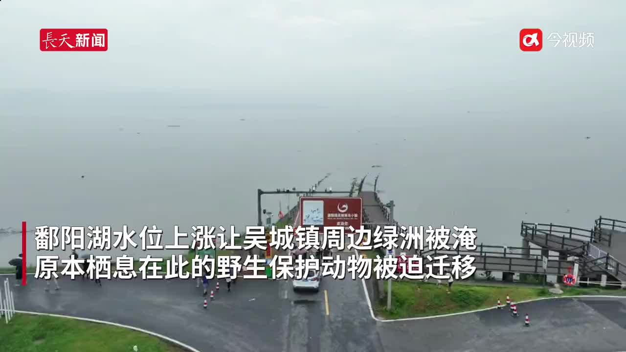 洪水围困濒危动物有点“危”，吴城：救援在行动