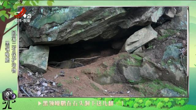 绿野秘踪20240708
