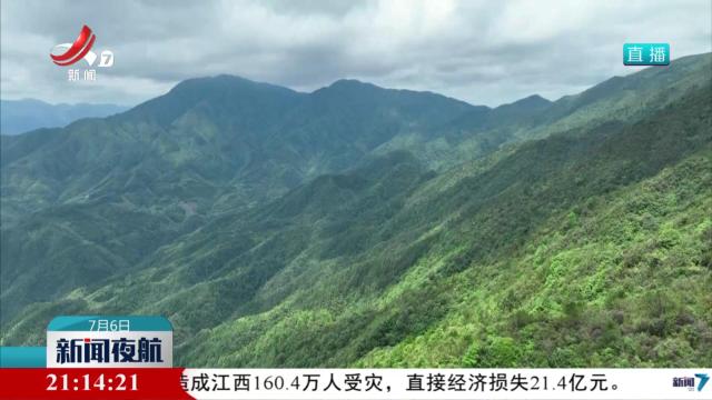 “植物活化石”资源冷杉挂果结实