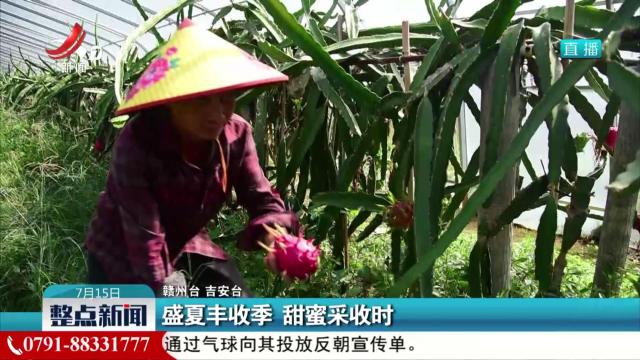 盛夏丰收季 甜蜜采收时
