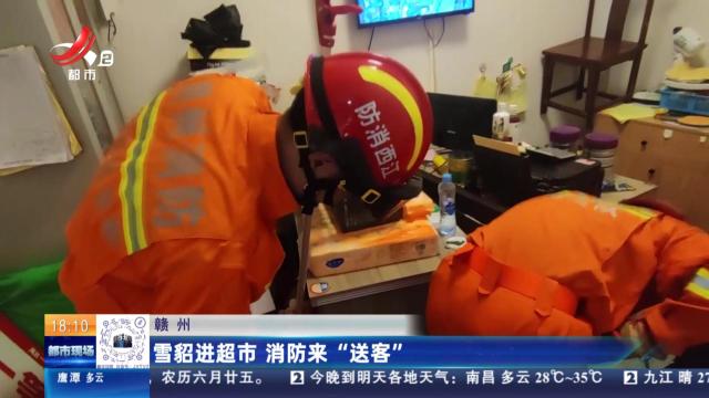 赣州：雪貂进超市 消防来“送客”