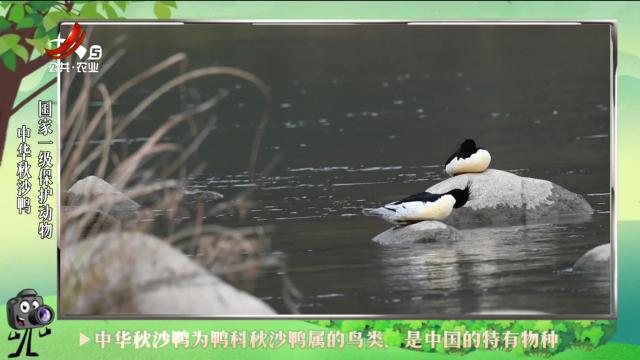 绿野秘踪20240701