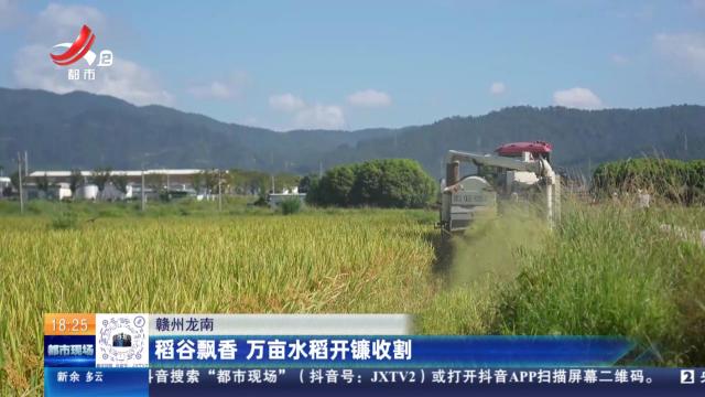 赣州龙南：稻谷飘香 万亩水稻开镰收割