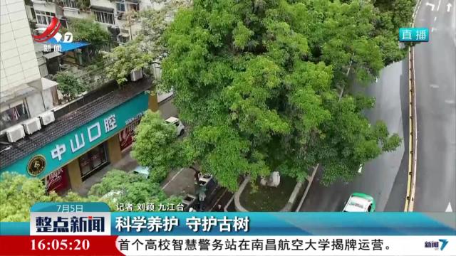 科学养护 守护古树