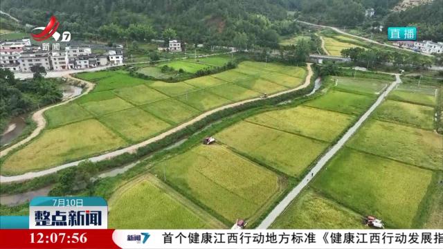 早稻开镰收割 开启“双抢”模式
