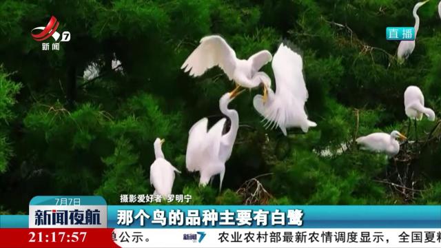 南昌县：鹭鸟成群 栖息繁育