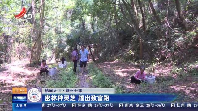 【赣闻天下】赣州于都：密林种灵芝 蹚出致富路