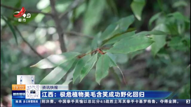 江西：极危植物美毛含笑成功野化回归