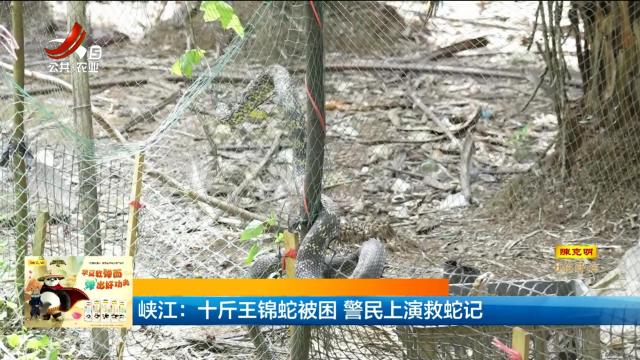 峡江：十斤王锦蛇被困 警民上演救蛇记