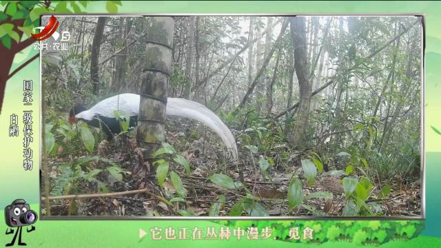 绿野秘踪20240830