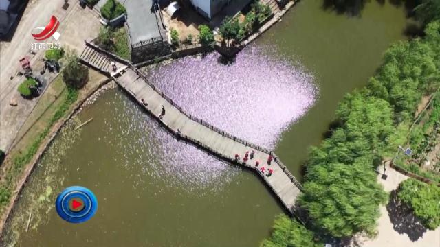 社会传真20240802 青春聚力 才汇乡间