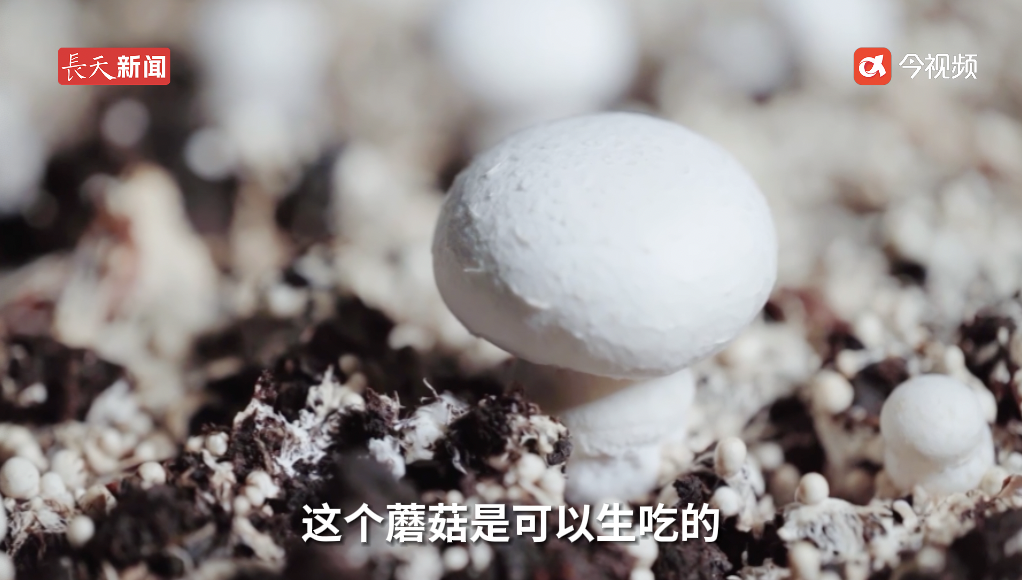 一口鲜掉眉毛！江西可生吃的蘑菇，你尝过没？