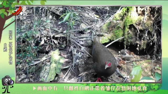 绿野秘踪20240823