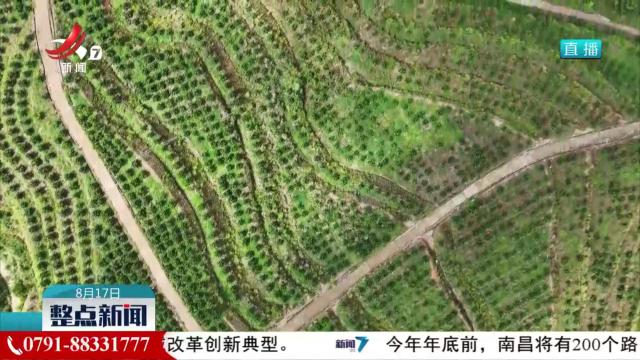 【三乡“靓”变】赣州市赣县区白鹭乡：昔日崩岗地 今朝“花果山”