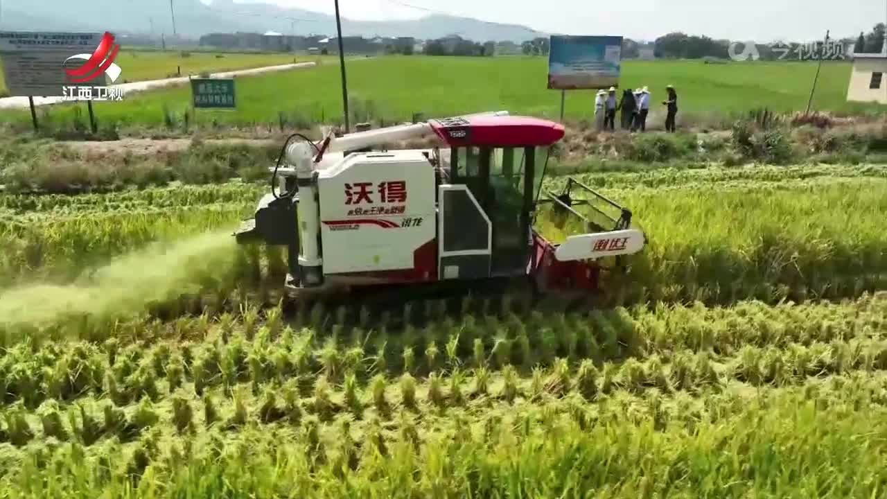全省头季再生稻收割过半 节本增效促增收