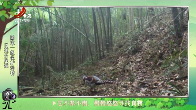 绿野秘踪20240821