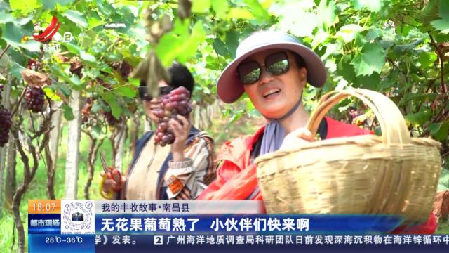 【我的丰收故事】南昌县：无花果葡萄熟了 小伙伴们快来啊