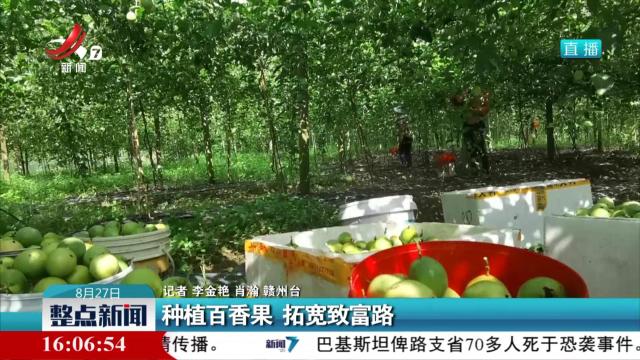 种植百香果 拓宽致富路