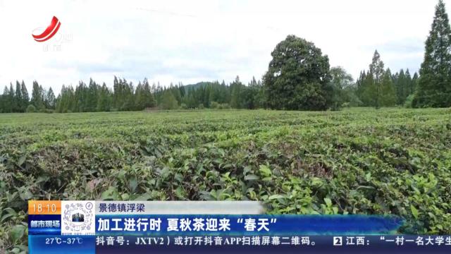 景德镇浮梁：加工进行时 夏秋茶迎来“春天”