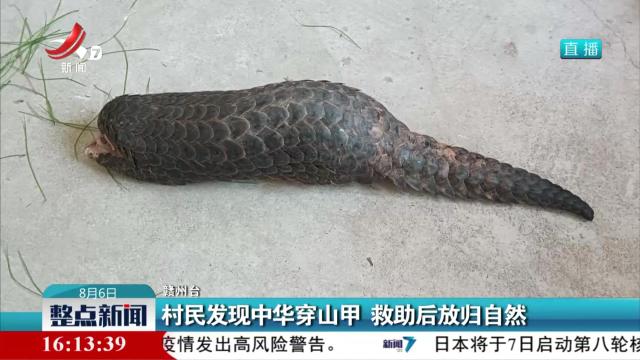 村民发现中华穿山甲 救助后放归自然