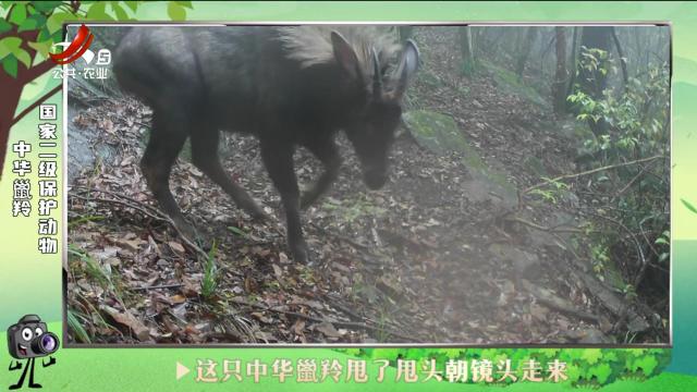 绿野秘踪20240804