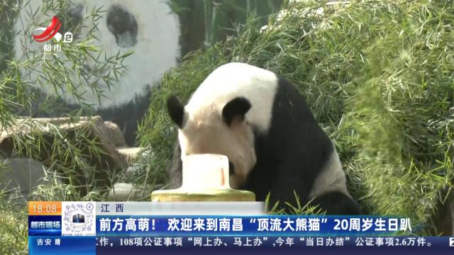 江西：前方高萌！欢迎来到南昌“顶流大熊猫”20周岁生日趴