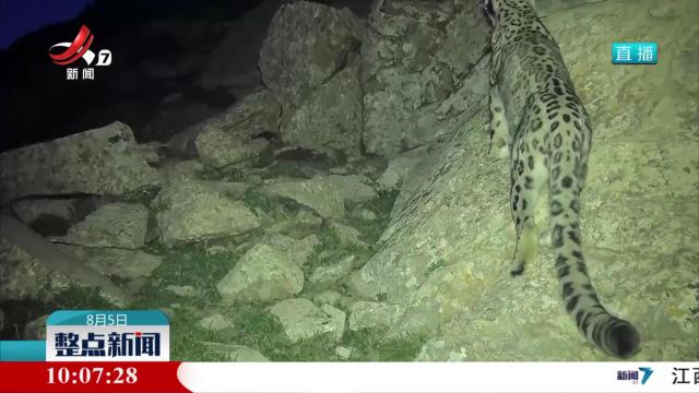 内蒙古贺兰山：野化放归雪豹在红外相机前打卡