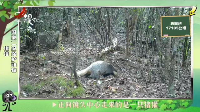 绿野秘踪20240817