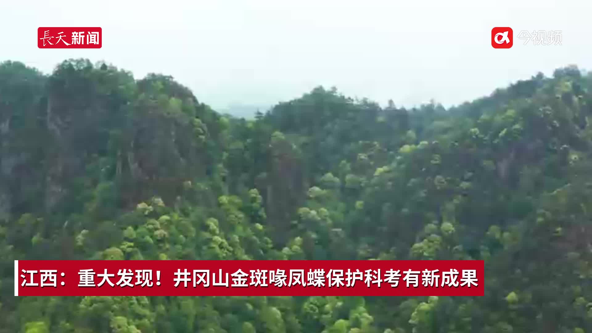江西：重大发现！井冈山金斑喙凤蝶保护科考有新成果
