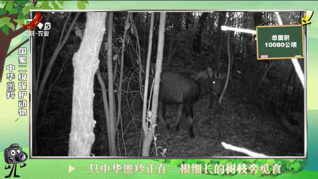 绿野秘踪20240806