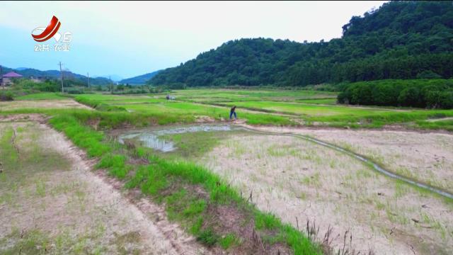 桃红岭梅花鹿“贪吃”：保护生态，如何兼顾村民利益？