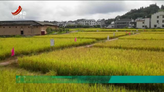 三农头条20240829