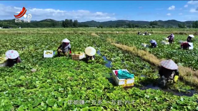 三农头条20240804