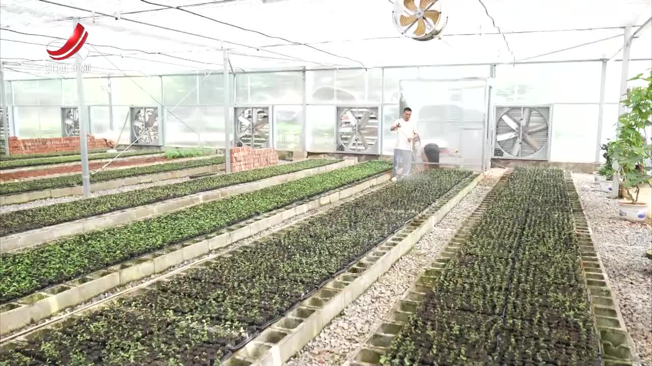 江西：全面推进油茶产业提质增效