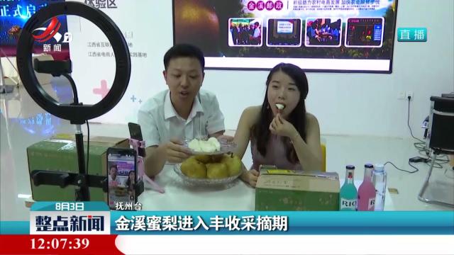 金溪蜜梨进入丰收采摘期