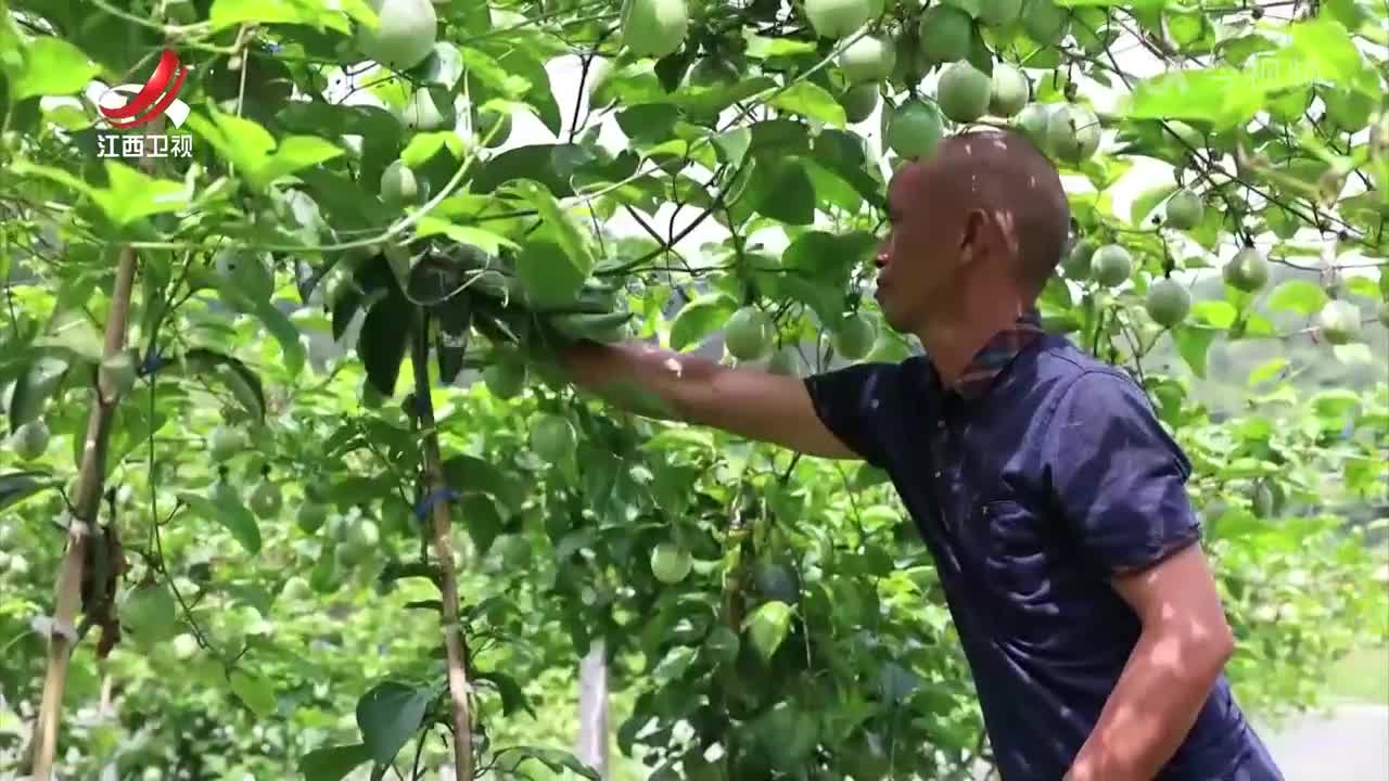 寻乌：建仓库引电商 助力发展“甜蜜产业”