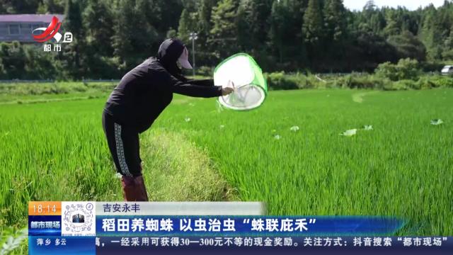 吉安永丰：稻田养蜘蛛 以虫治虫“蛛联庇禾”