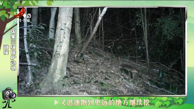 绿野秘踪20240816