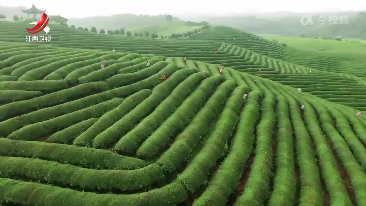 江西：加大资源开发利用 夏秋茶迎来“春天”