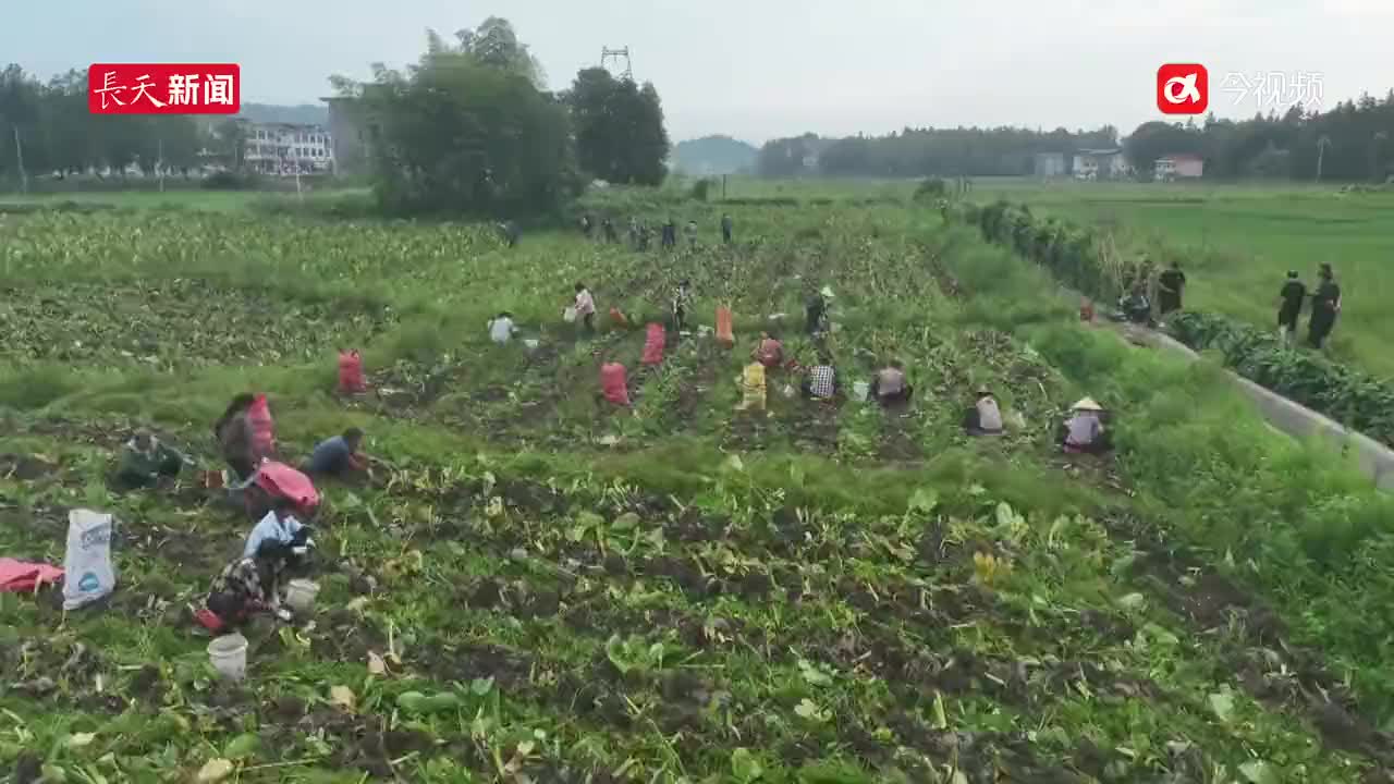 上饶铅山：红芽芋头获丰收 增收致富有盼头