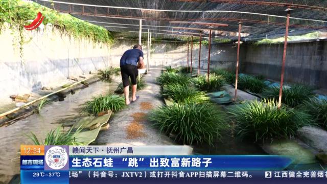 【赣闻天下】抚州广昌：生态石蛙 “跳”出致富新路子