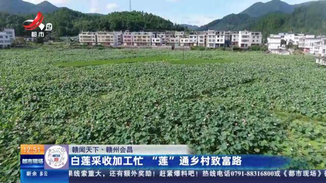 【赣闻天下】赣州会昌：白莲采收加工忙 “莲”通乡村致富路