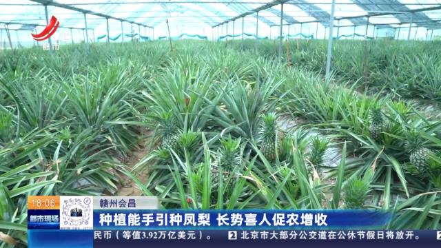 赣州会昌：种植能手引种凤梨 长势喜人促农增收