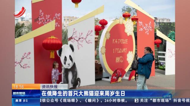 在俄降生的首只大熊猫迎来周岁生日