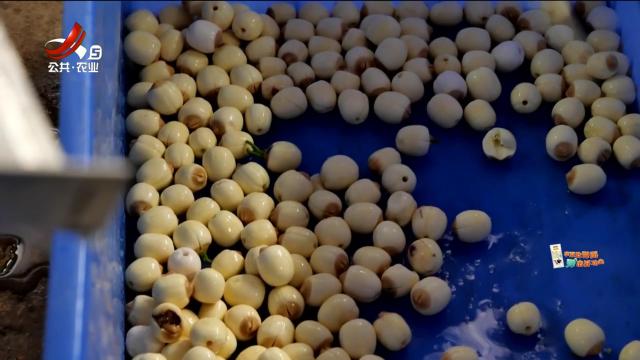 莲子“掺水”卖 莲农增收快