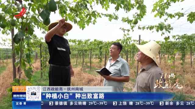 【江西政能亮】抚州南城：“种植小白”种出致富路